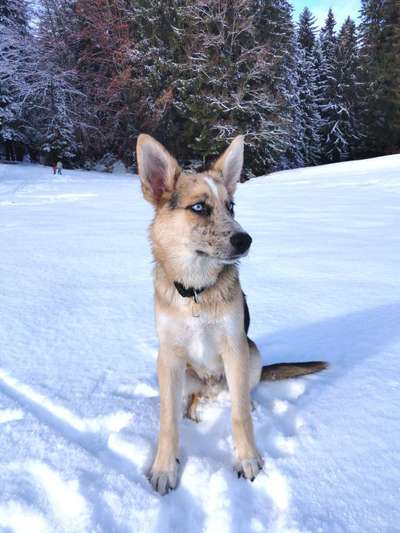 Deutsche Schäferhunde, Belgische Schäferhunde.-Beitrag-Bild