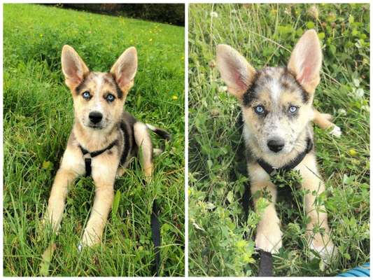 Welpenfotos-Beitrag-Bild