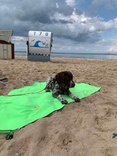 Welpen Bilder !-Beitrag-Bild