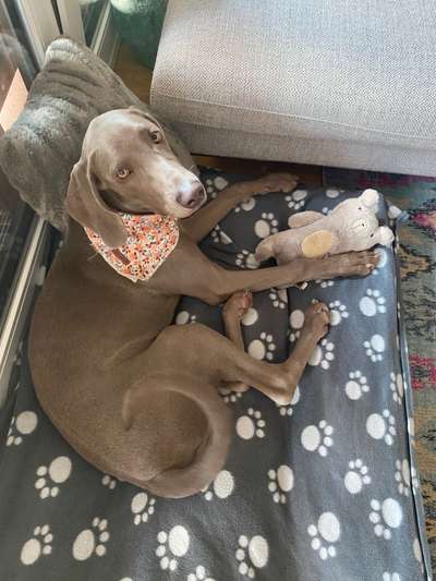 Weimaraner-Beitrag-Bild