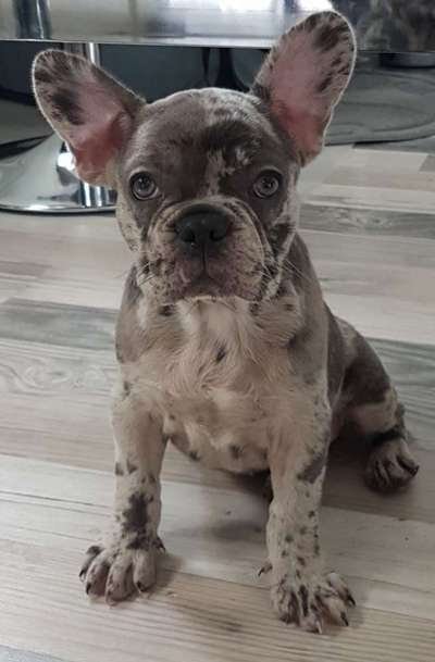 Welpen Bilder !-Beitrag-Bild