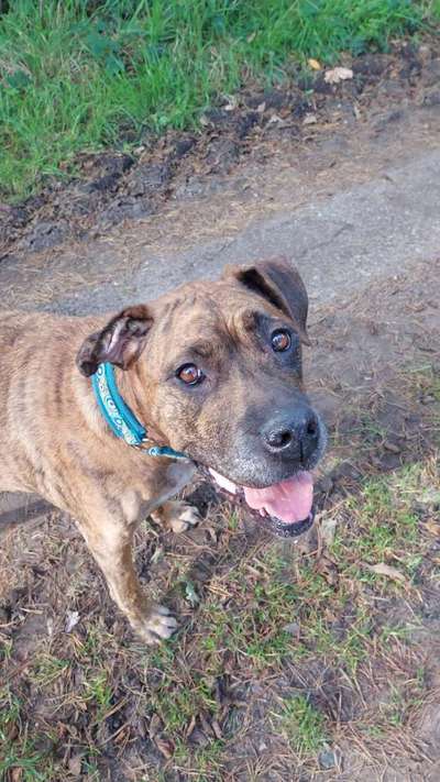 aktuelles Foto Gruppe Hunde freunde Emsland