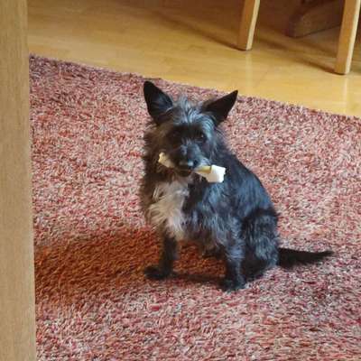 Tierschutzhund hat Angst vor uns-Beitrag-Bild