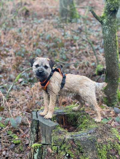 Hundetreffen-Border Terrier Gruppe gesucht-Bild