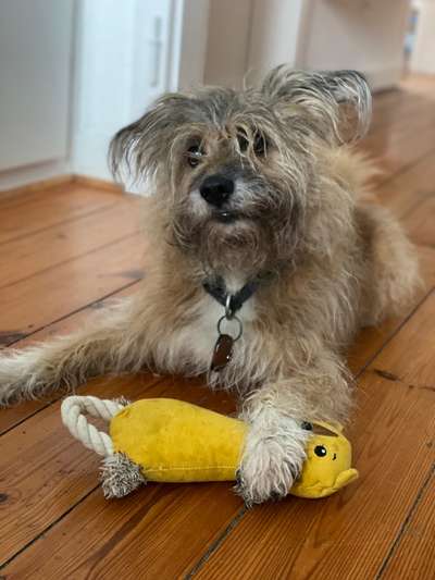 Dogorama Photo Challenge - Lieblingsspielzeug!-Beitrag-Bild