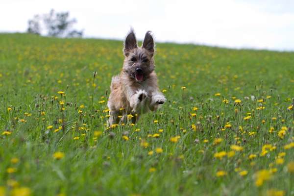 Fotochallenge 66 ~ Rennaction -Zeig deinen Hund im Lauf-Beitrag-Bild