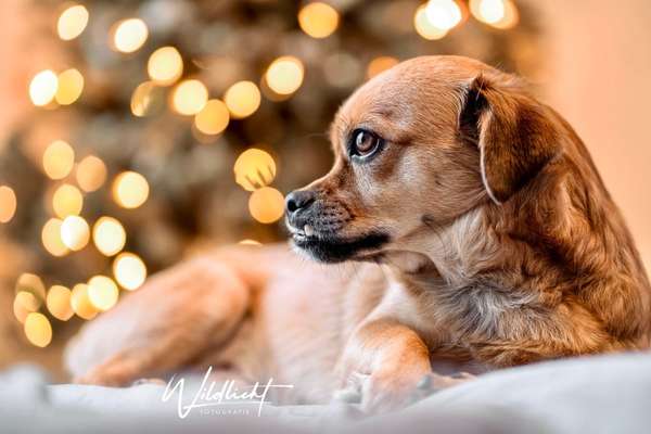 It's beginning to look a lot like.....-Beitrag-Bild