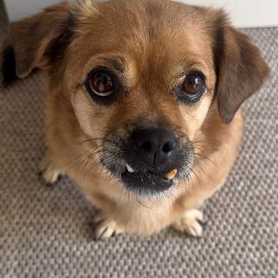 Hundetreffen-Treffen für entspannte Gassirunden-Bild