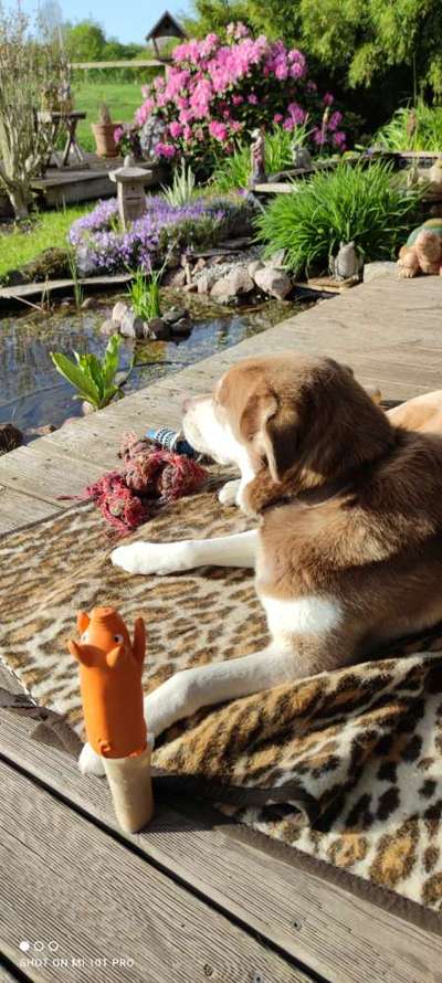 Dogorama-Monats-Challenge-Mai "Wasser"-Beitrag-Bild