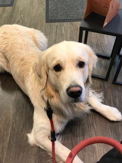 Wo sind die Golden Retriever Liebhaber?-Beitrag-Bild