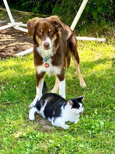 Die Dogorama Wochen Challenge "Friends will be Friends"-Beitrag-Bild