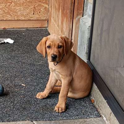 Hundetreffen-Spielen, gassi gehen etc