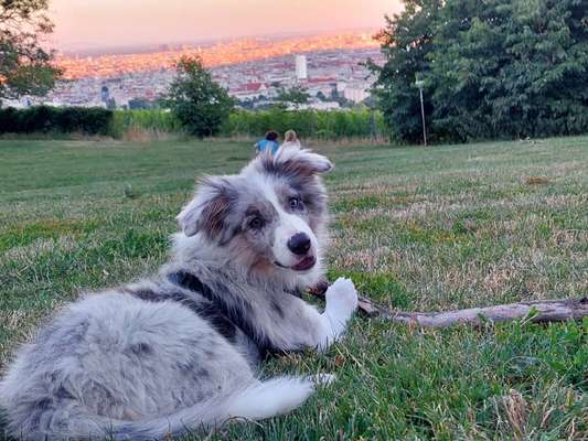 Dogorama Photo Challenge - schönster Gassiausblick-Beitrag-Bild