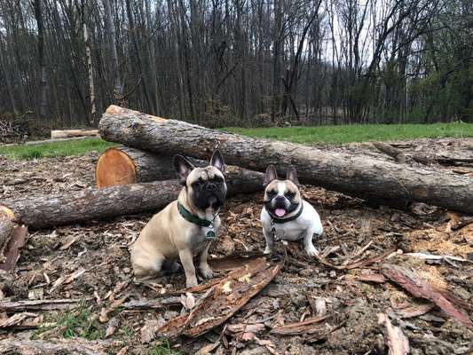 Zeigt her eure Frenchi-Beitrag-Bild