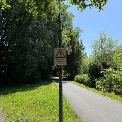 Giftköder-Eichenprozessionsspinner-Bild