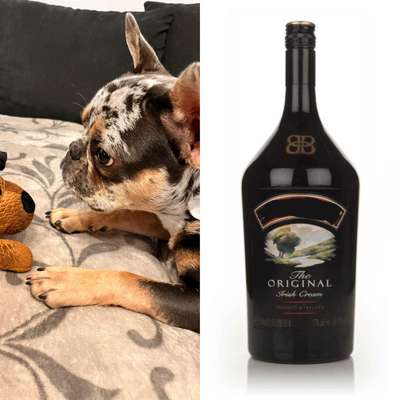 Wie heißt dein Hund?-Beitrag-Bild