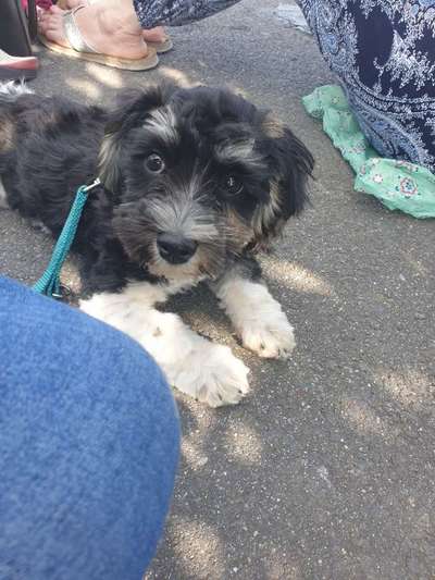 Havaneser-Beitrag-Bild