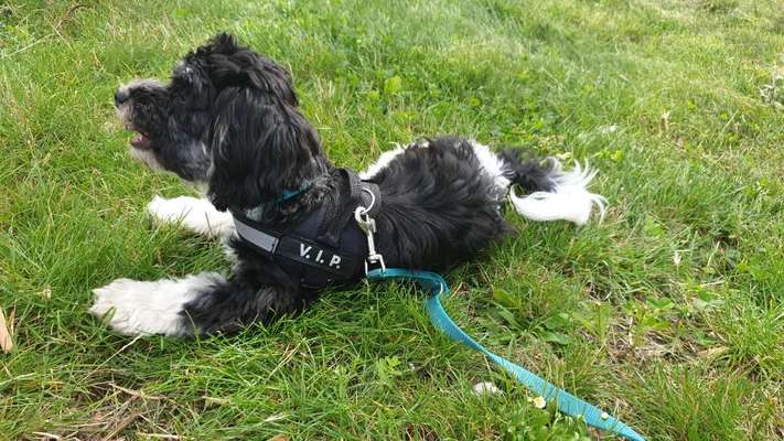 Welpen Bilder !-Beitrag-Bild