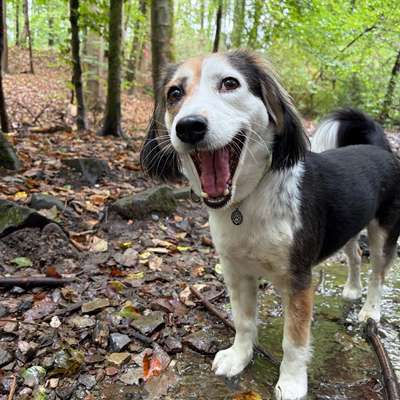 Hundetreffen-Hundespaziergang Essen Horst und Umgebung-Bild