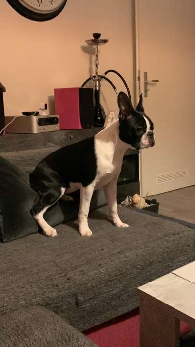 Wo sind hier die Boston Terrier?-Beitrag-Bild