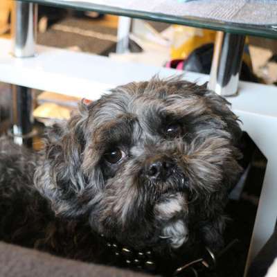 Shih tzu freunde gesucht-Beitrag-Bild