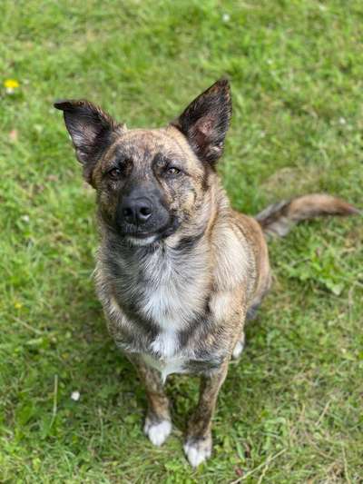 Wo habt ihr eure Hunde her ?-Beitrag-Bild