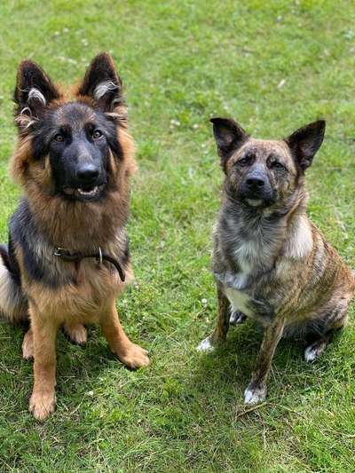 Freche Hunde-Beitrag-Bild