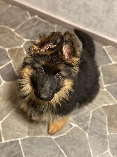 Welpen Bilder !-Beitrag-Bild