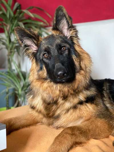 Dein Hund im Dogorama-Kalender 2021-Beitrag-Bild