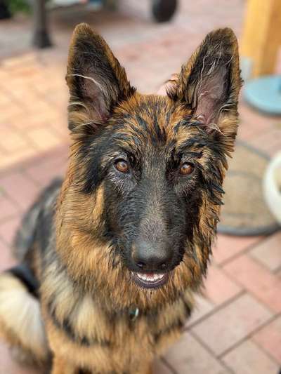 Dein Hund im Dogorama-Kalender 2021-Beitrag-Bild