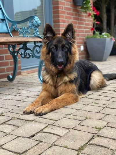 Dein Hund im Dogorama-Kalender 2021-Beitrag-Bild