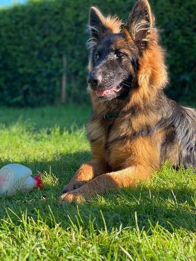 Dein Hund im Dogorama-Kalender 2021-Beitrag-Bild