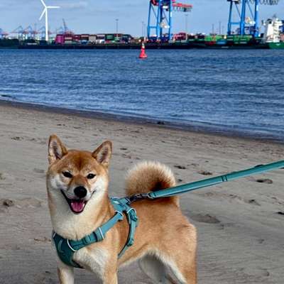 Shiba - Eltern-Beitrag-Bild