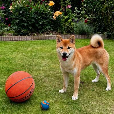Hundetreffen-Social Walk / Hundekontakte gesucht-Bild