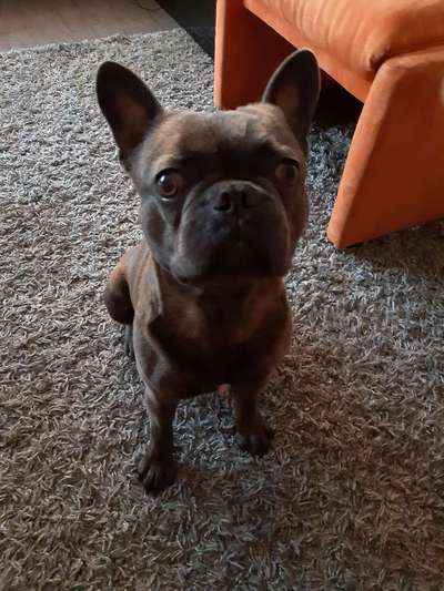 Zeigt her eure Frenchi-Beitrag-Bild