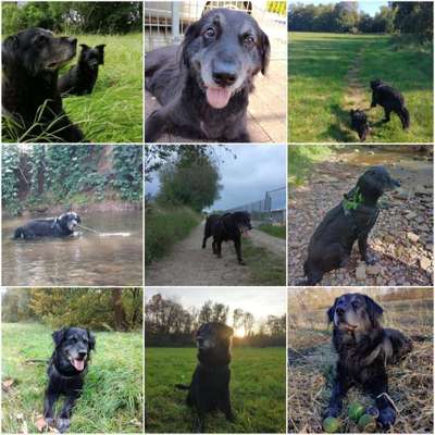 Titelbild Gruppe Gassiservice & Tierbetreuung Kassel