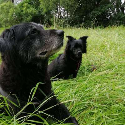 aktuelles Foto Gruppe Gassiservice & Tierbetreuung Kassel