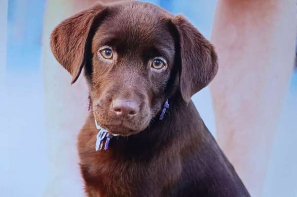 Hundetreffen-Spielen und Gassi gehen Landkreis Altötting und Mühldorf-Bild