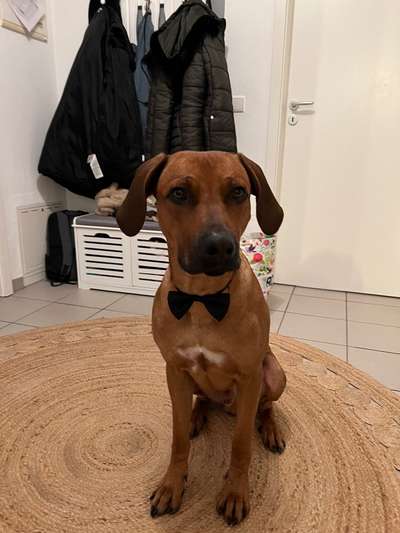 Rhodesian Ridgeback-Beitrag-Bild
