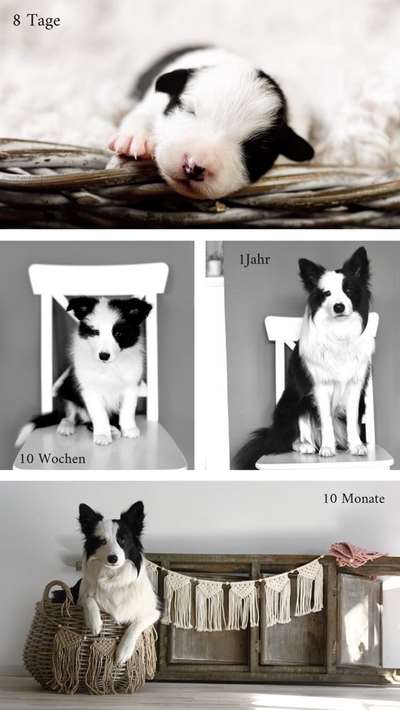 Welpenfotos-Beitrag-Bild