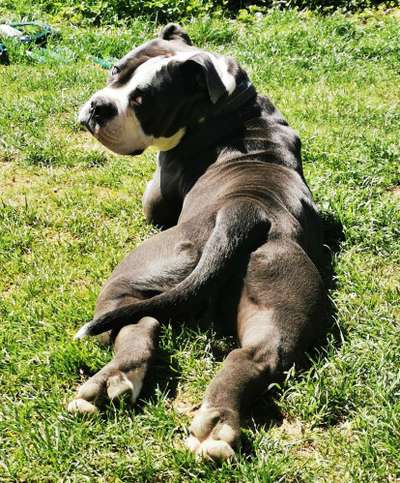 Wo sind meine AMERICAN BULLDOGS?-Beitrag-Bild