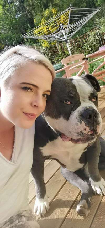 Olde English Bulldogge-Beitrag-Bild