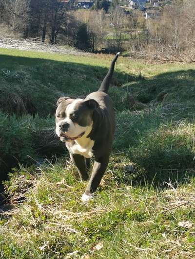 Olde English Bulldogge-Beitrag-Bild