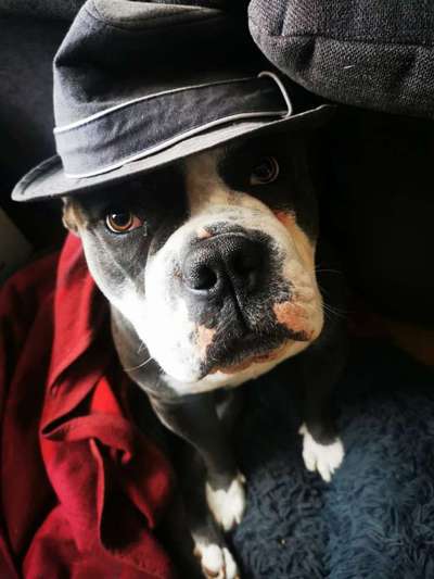 Die Dogorama Kalender Challenge Titelbild-Beitrag-Bild