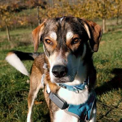 Hundetreffen-Spazieren und Spaß haben-Bild