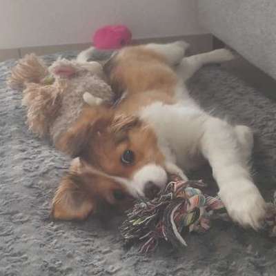 Hundetreffen-Spielrunde in Bamberg für Welpen unter 5 kilo-Bild