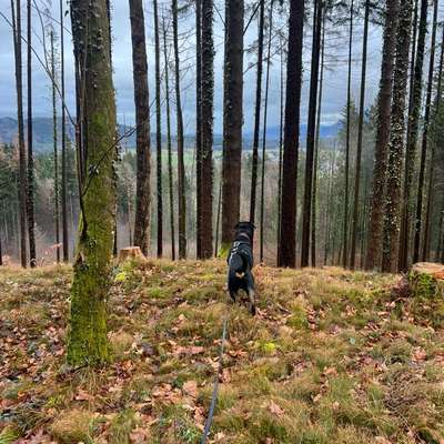 Hundetreffen-Spaziergang / Hundebegegnungen-Bild