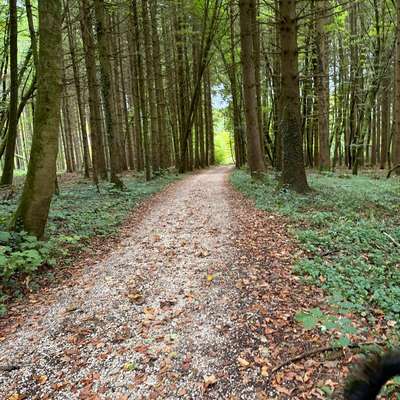 Hundetreffen-Social Walk-Bild