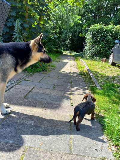 Hundeangriff, groß gegen klein-Beitrag-Bild
