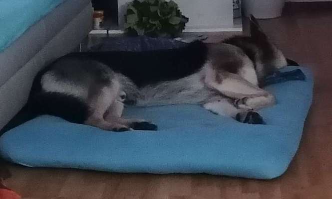 Welches Hundebett für große Rassen?-Beitrag-Bild